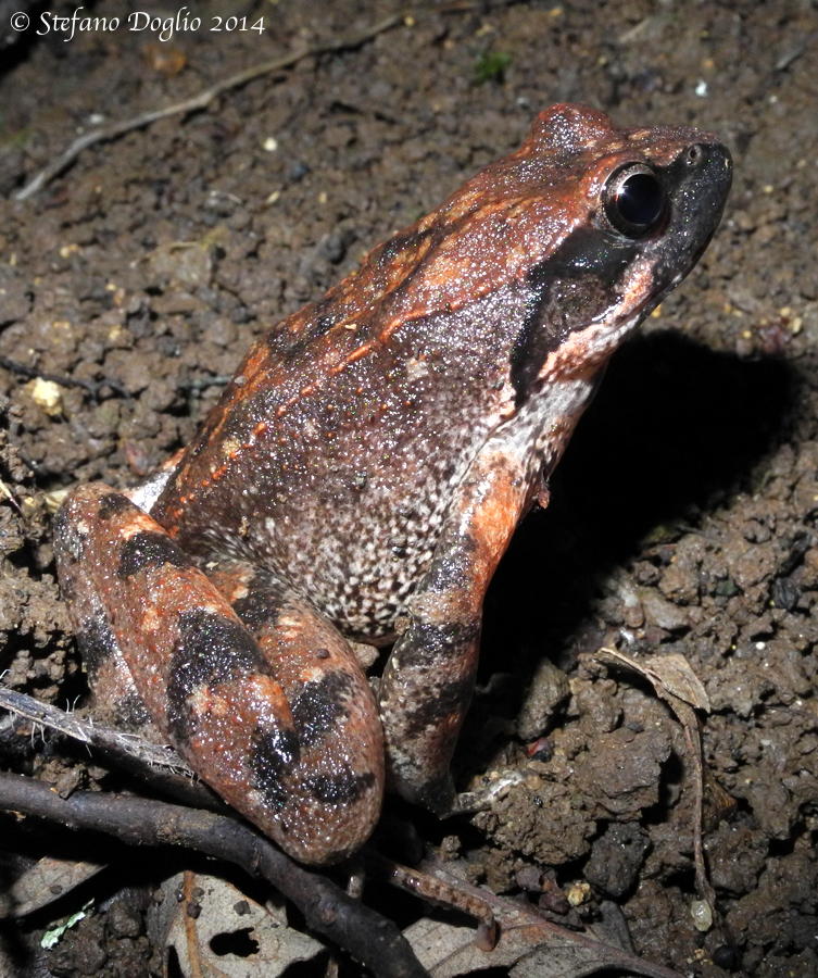 Rana italica